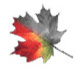 Website Design india